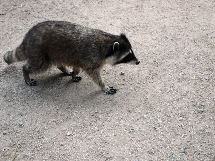 a rac walking across the street to the woods