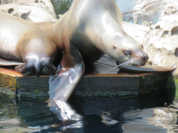 two sea lions swim side by side in a rocky area