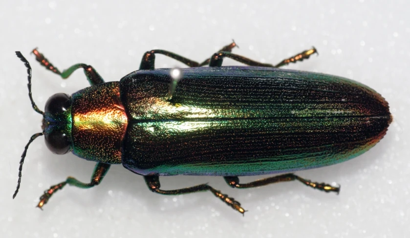 a metallic metallic beetle sitting on top of a white surface