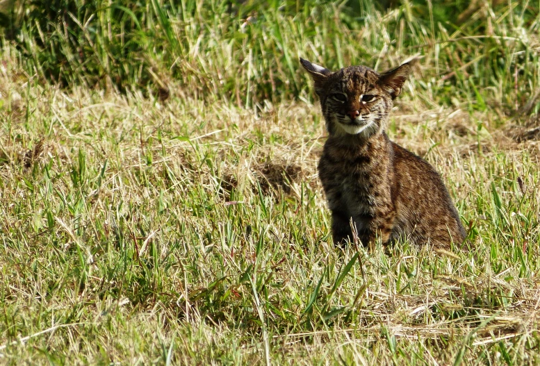 a cat in a field looking at the camera