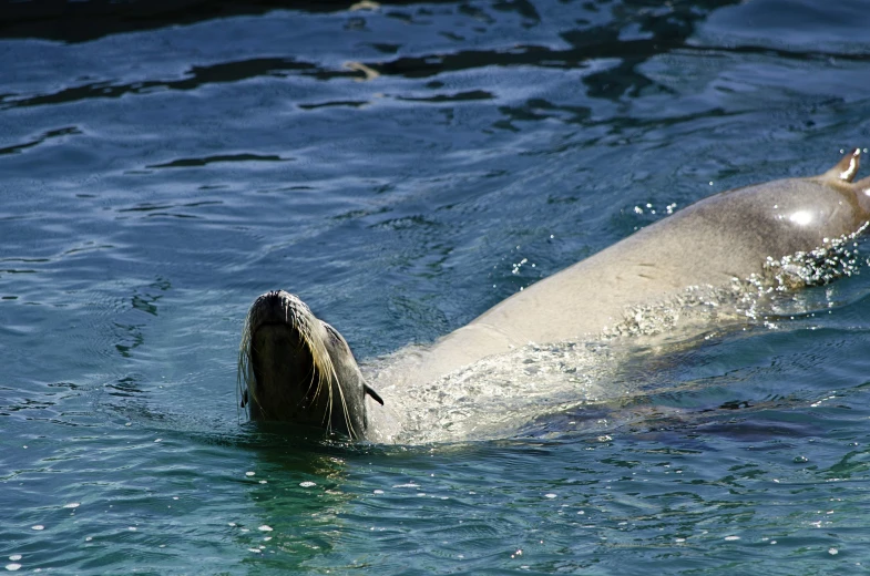 an animal floating on the surface of the water