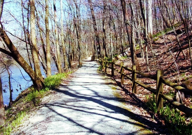 a park path with several trees along it