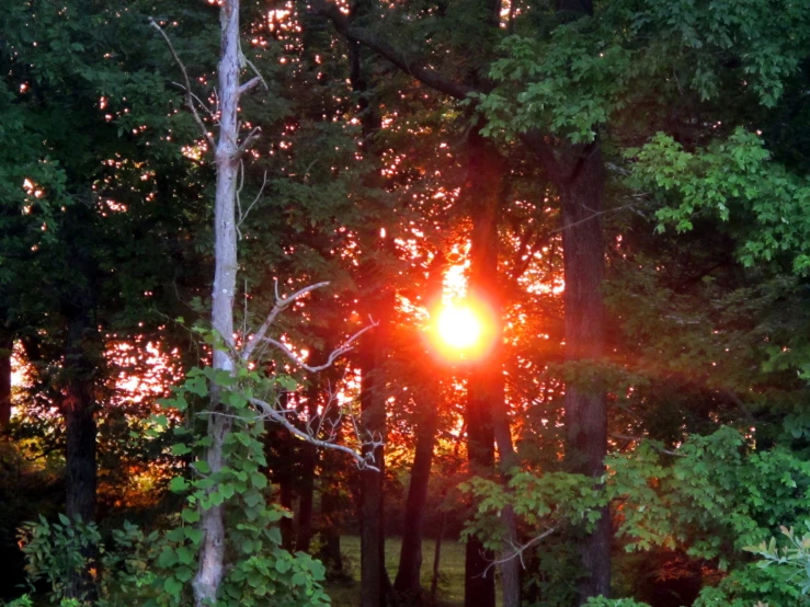 an image of sun rising through the trees