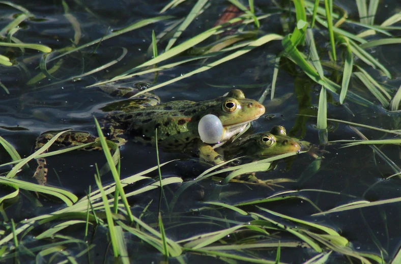 a group of three frog in a shallow water area