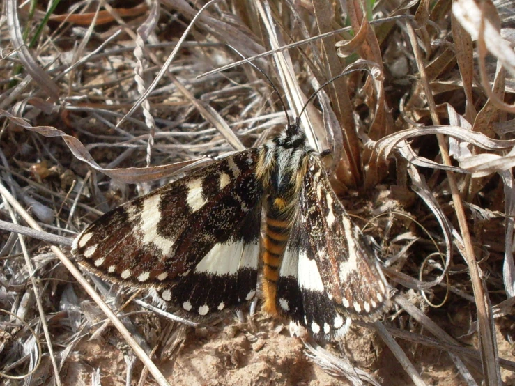 a close up of a brown white and black erfly on dry grass