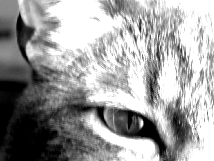 this is a black and white picture of a cat's face