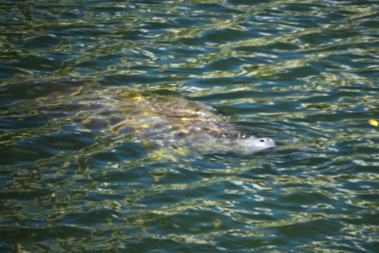 a lone turtle swimming in the middle of a lake