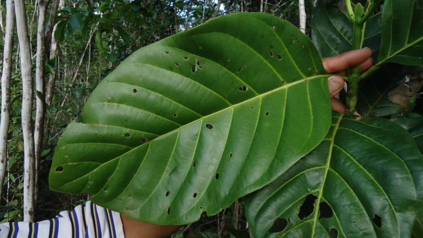 a leaf is on the edge of a bench in front of a tree