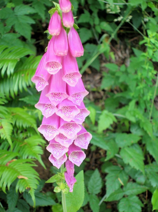 a long pink flower is growing next to many green leaves