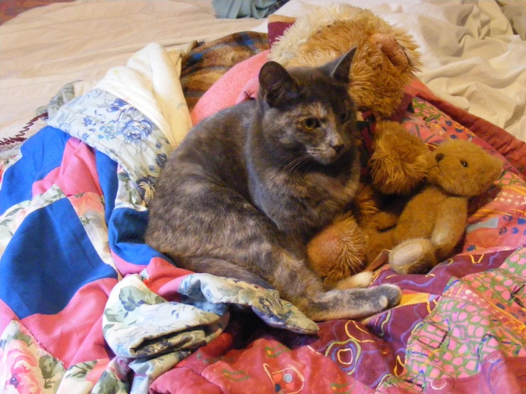 cat and teddy bear sitting on a bed