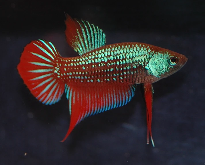 a red and green fish with white stripes on it