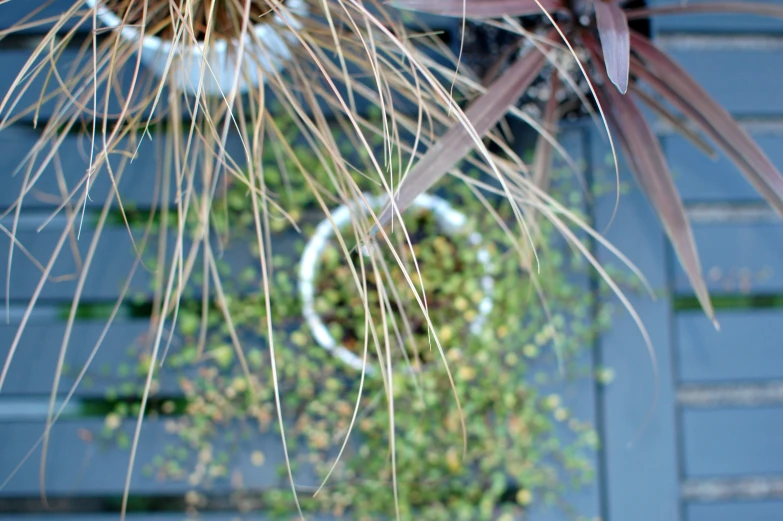 a green plant hanging from the back of a blue building