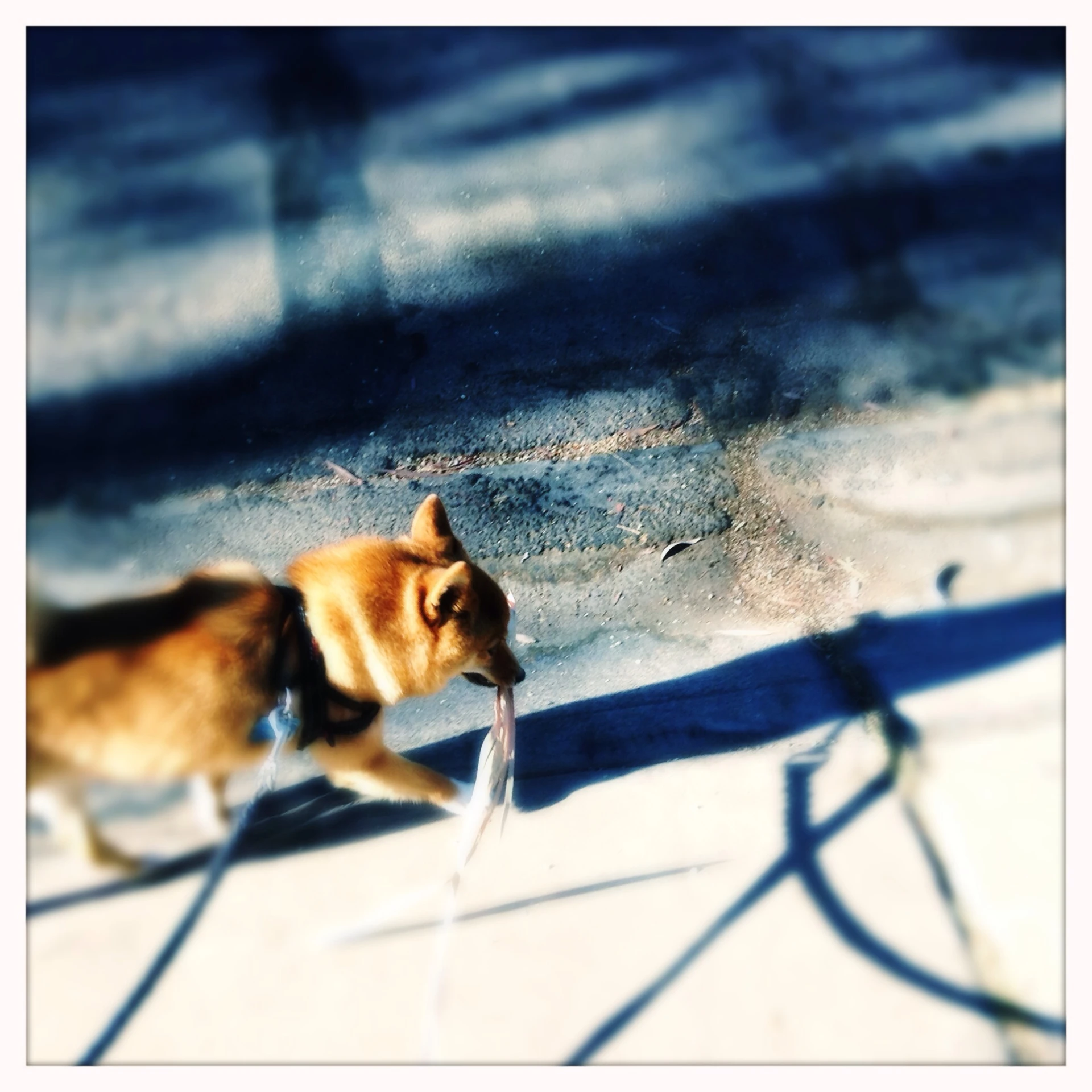 a dog walking down the street with a long toothbrush in its mouth