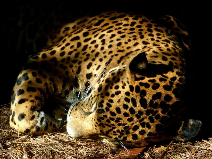 a large brown leopard laying on top of a dry grass covered ground