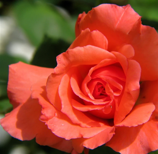 an orange rose that is on the stem