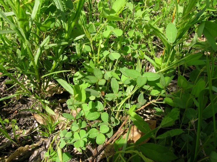 a plant has green leaves growing on the ground