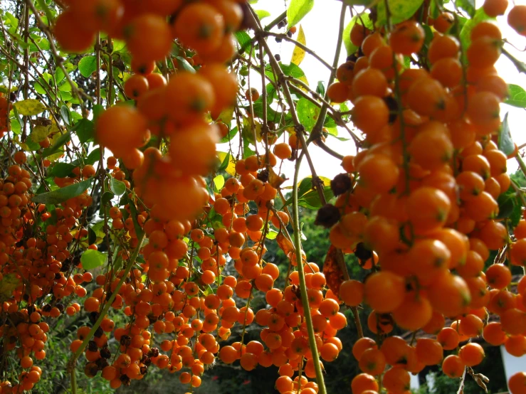 an orange fruit hanging from a tree