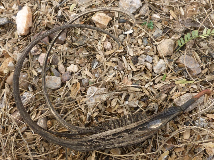 a brown lizard laying on top of a pile of rocks and twigs