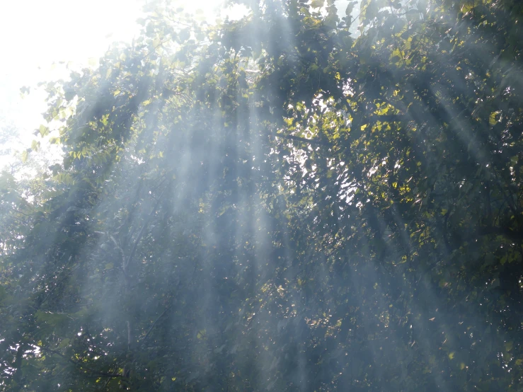 sunlight streaming through the canopy of trees at sunset