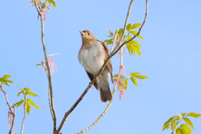 there is a bird perched on the nches of a tree