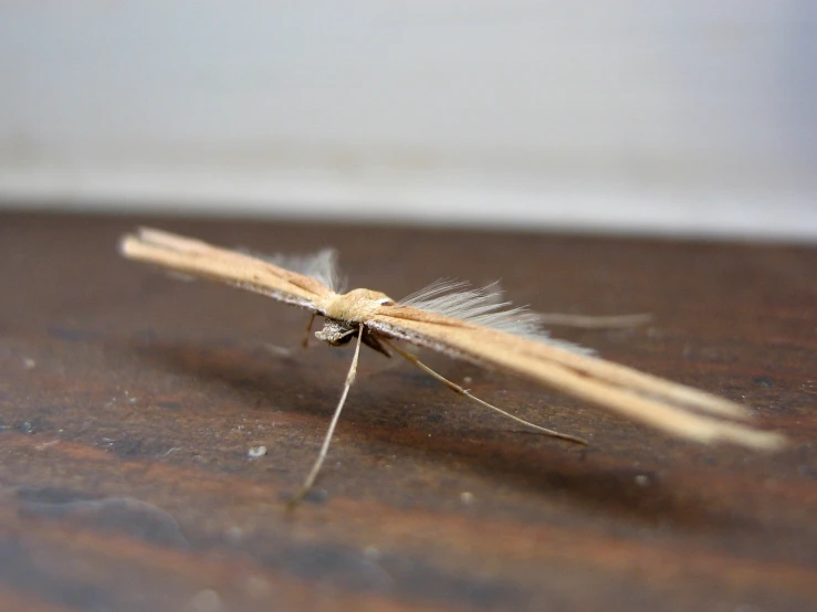 a erfly with yellow, brown and white feathers resting on a table