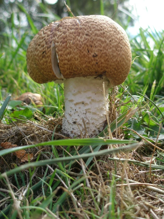 an image of a big mushroom in the grass