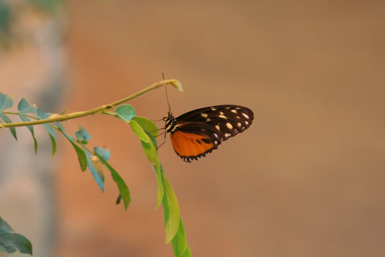 a orange erfly on a leaf outside in the day