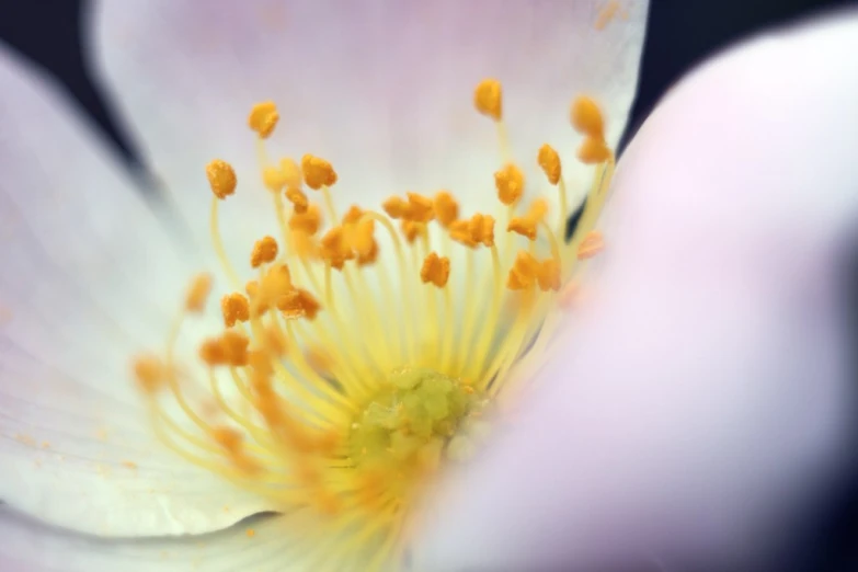 the stamen of the flower looks like it is blossoming