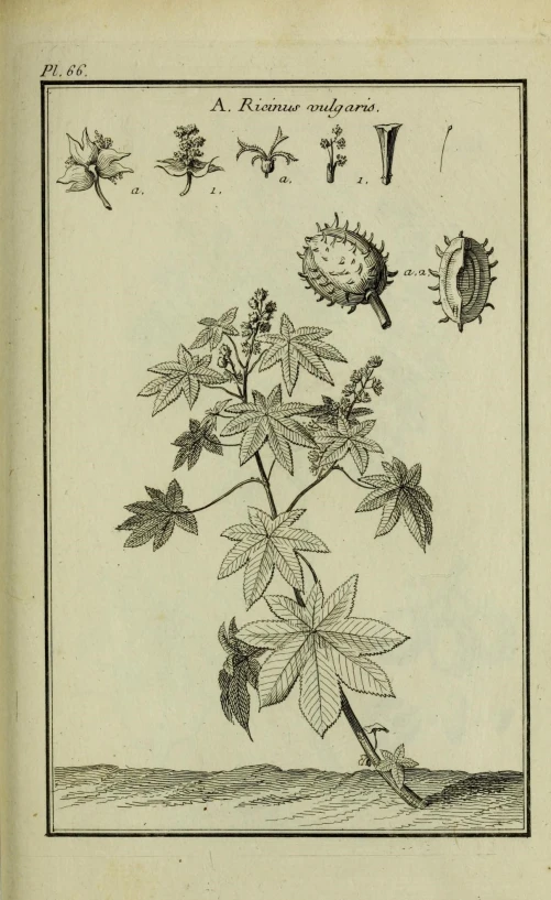 an antique book with a drawing of flowers and insects