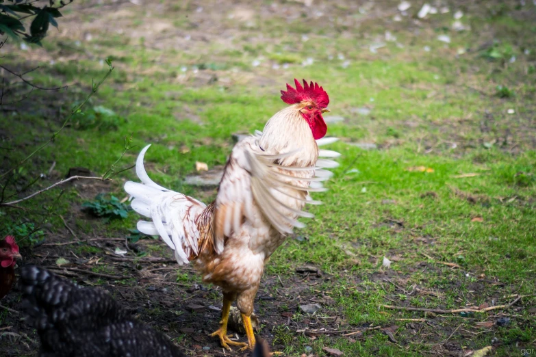 a rooster flaps its wings for the camera