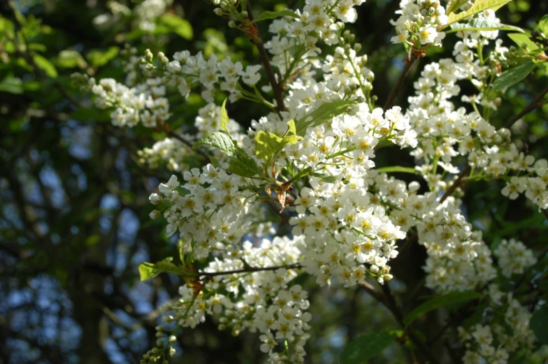 the tree is white with lots of small flowers