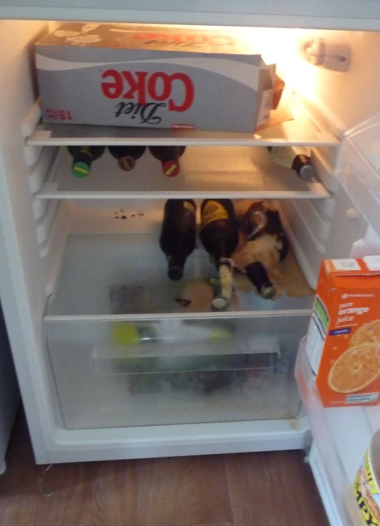 several different size and shaped stuffed animals in the fridge