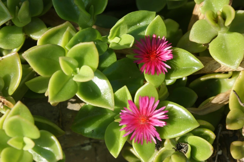 small red flowers growing out of green plants