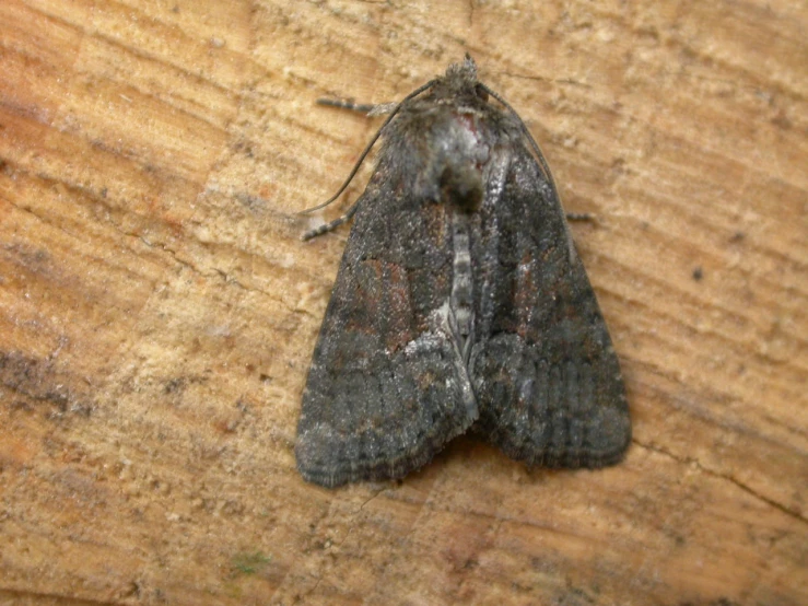 a black and gray moth on wooden table