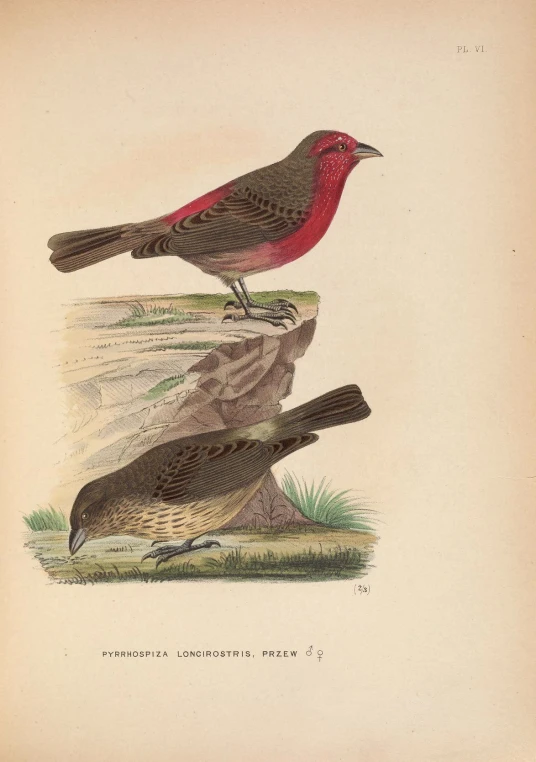 a drawing of two red birds on top of some logs