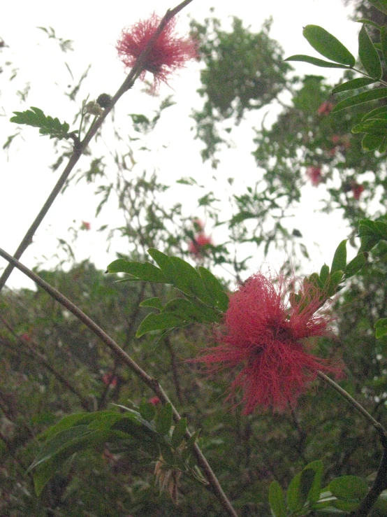 an image of a beautiful flower near some trees