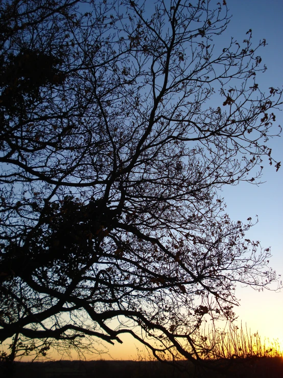 the sun is setting behind a silhouetted tree