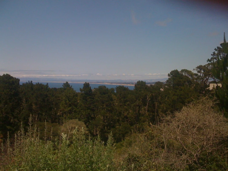 trees on a hill overlooking a body of water