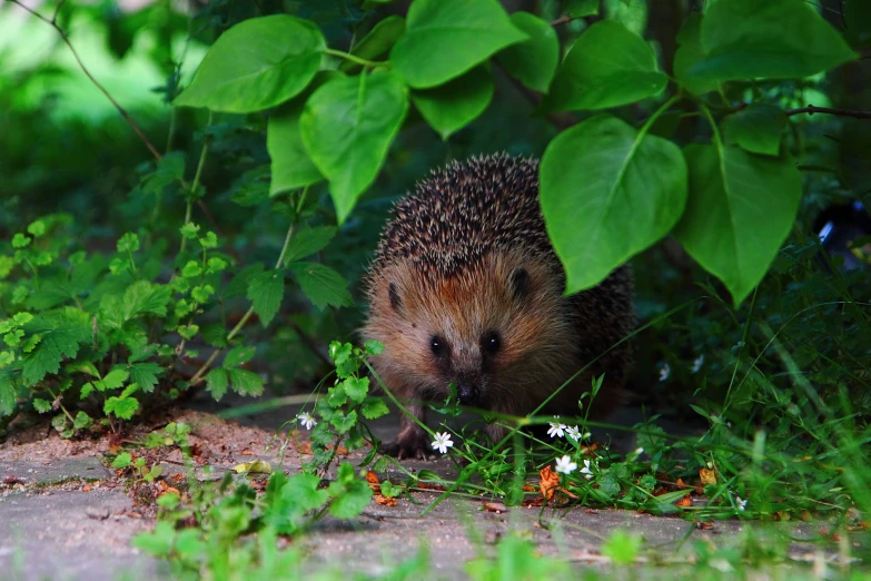 a hedge is sniffing at the ground among some flowers