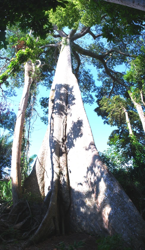 the large rock in the woods has trees growing on top of it