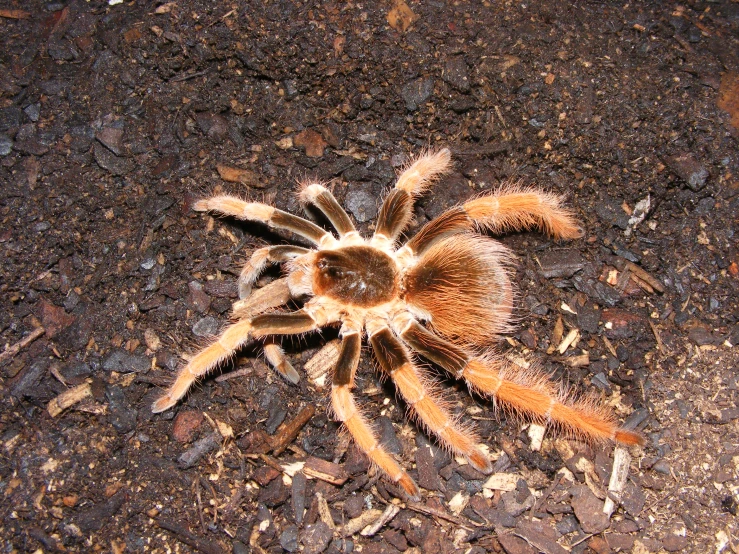 a close up view of a brown spider with its face tilted