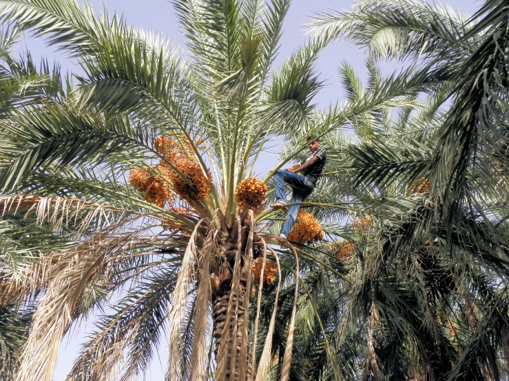 a palm tree with a man sitting on it