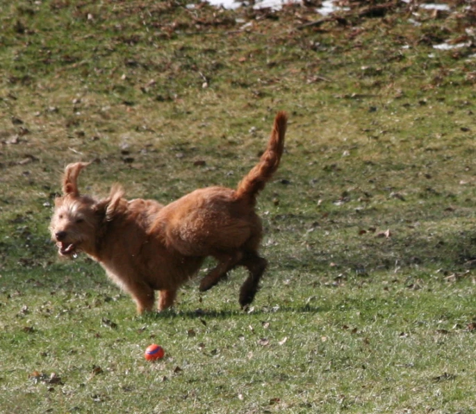 a brown dog running towards a ball in the grass