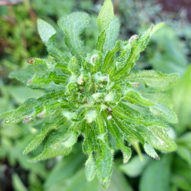 a close up of a leafy plant in some grass