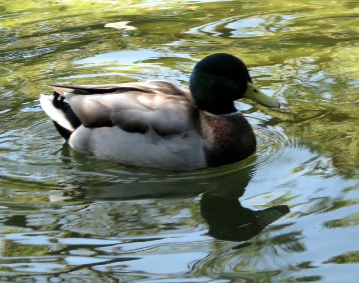 a duck is swimming in a body of water