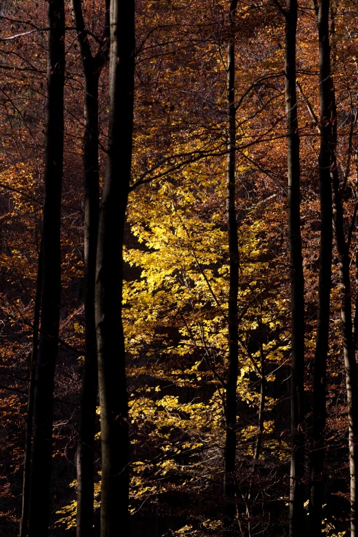 a row of trees with bright yellow leaves in the background