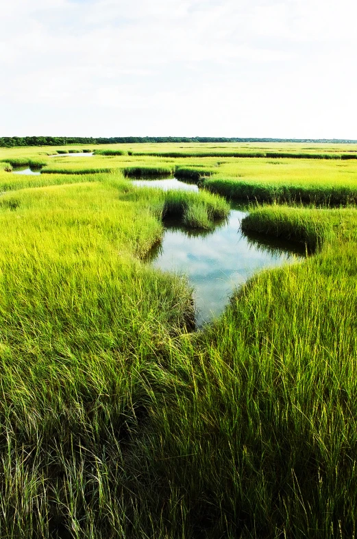 a grassy plain with a stream of water