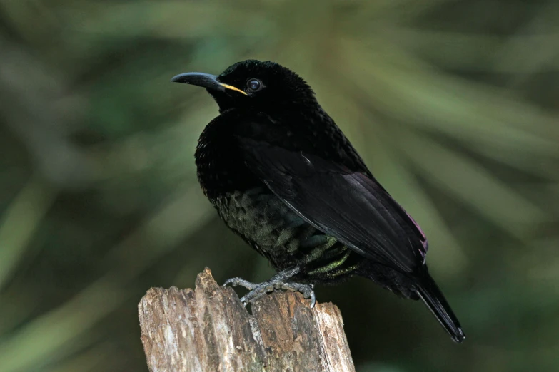 a black bird is perched on the side of a wooden pole