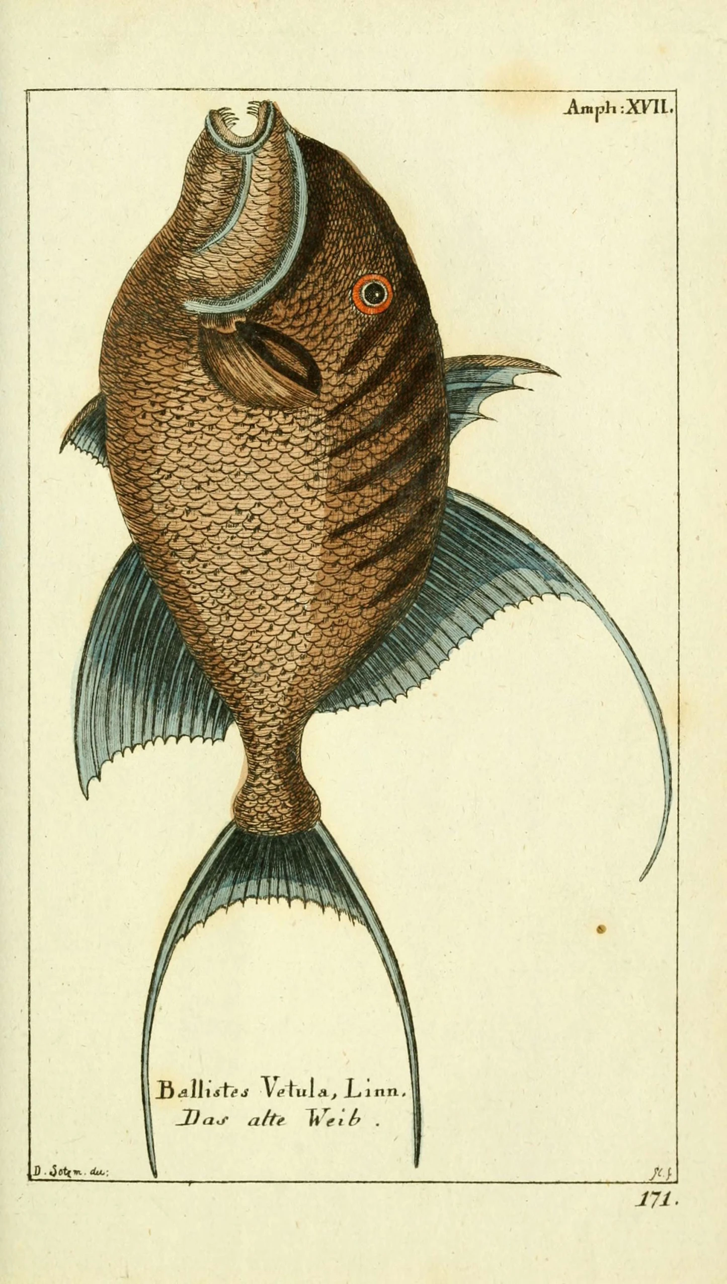 an antique fish illustration is in the frame