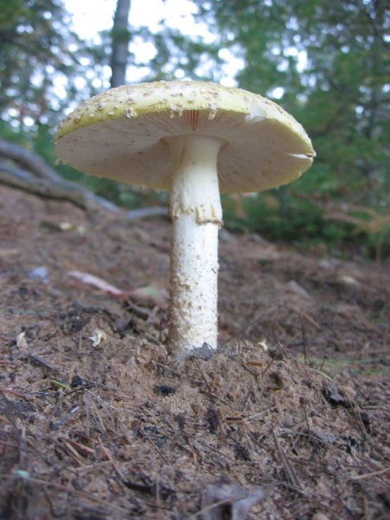 a small white mushroom sitting in the ground